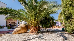 Een tuin met een palmboom, een grote rots en een kleine boom met oranje vruchten.