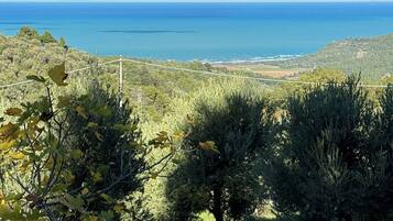Paesaggio costiero con ulivi e vista sul mare.