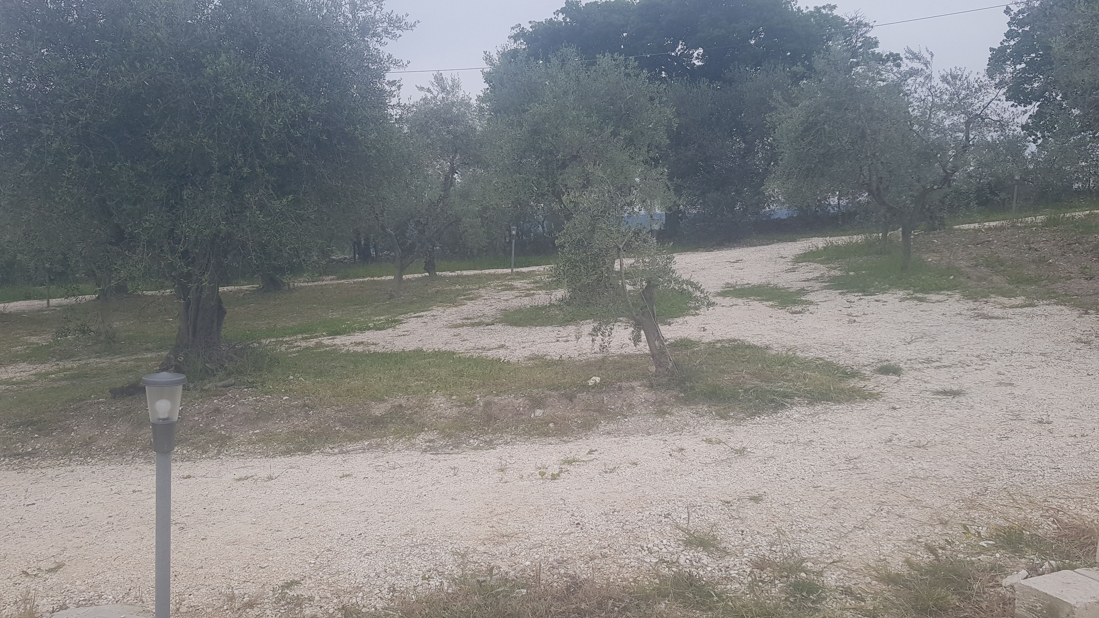 Un sentiero sterrato con alberi e un lampione.