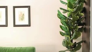 Ein grünes Sofa, ein runder Tisch, ein Topfpflanze und ein gewebter Pouf in einem Wohnzimmer.