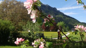 Een tuin met bloeiende roze bloemen, een gazon en een berg op de achtergrond.