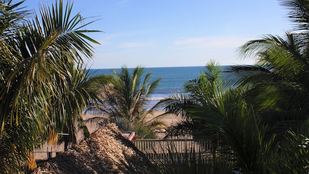 Ein Strand mit Palmen und freier Sicht auf den Ozean.