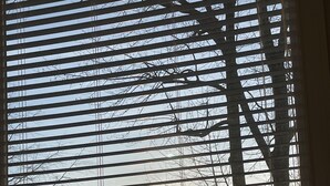 A window with horizontal blinds, a view of bare trees, and the sun setting or rising behind them. - Lakefront Cottage with Private Dock on Norris Lake (Sharps Chapel)