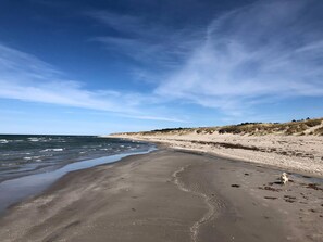 En strand med sand, vatten och en hund.
