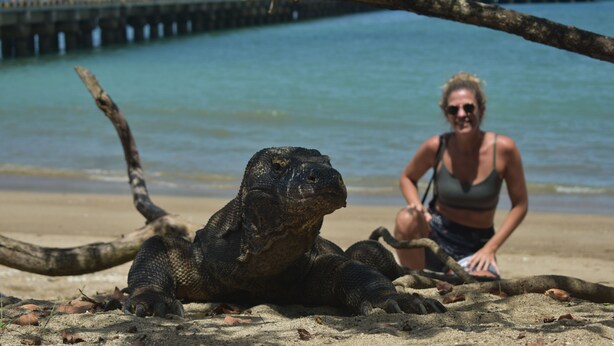 Una iguana marina grande sobre una playa arenosa, con un muelle al fondo.
