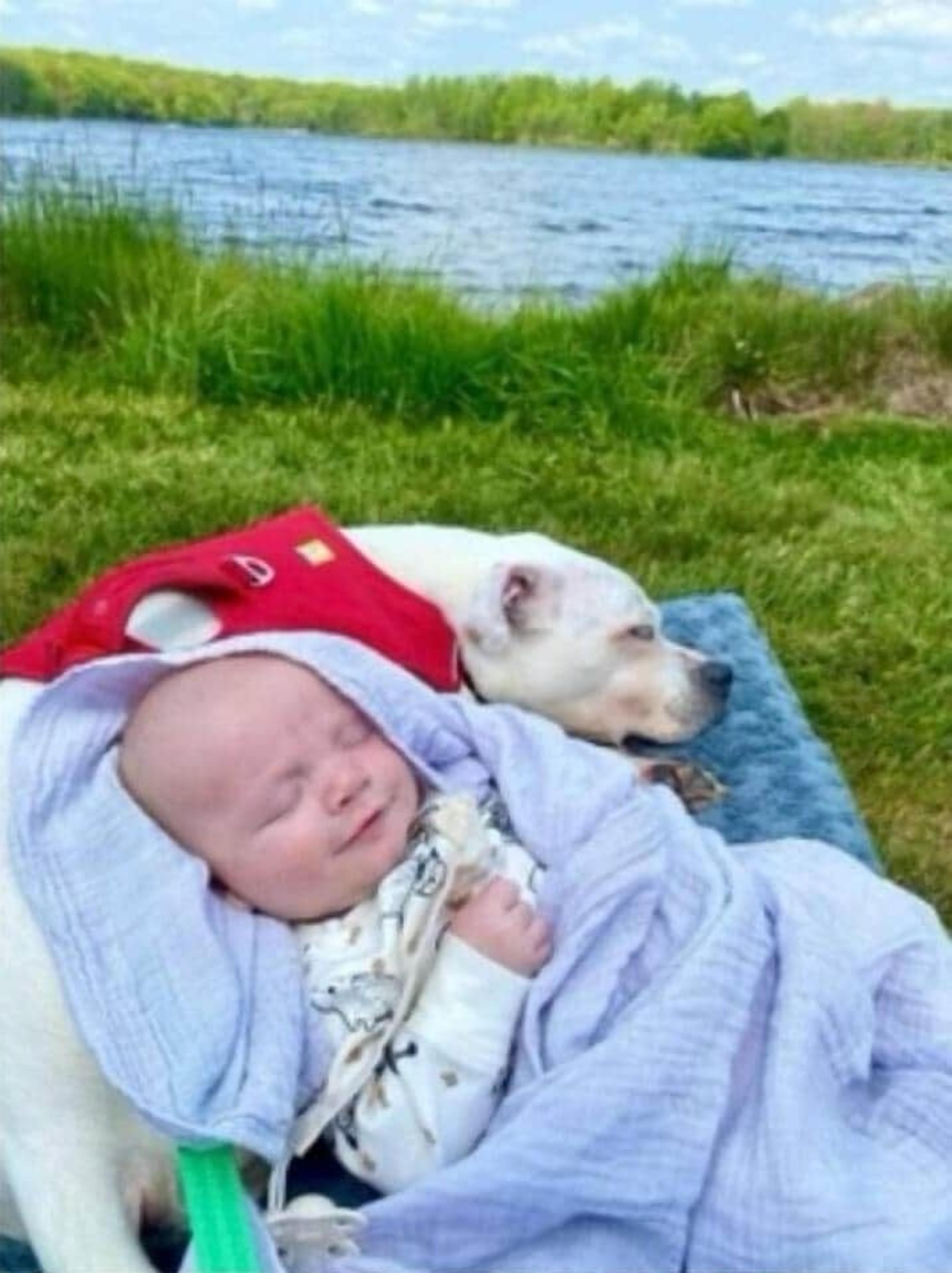 Un bébé et un chien allongés sur une couverture près d’une étendue d’eau.
