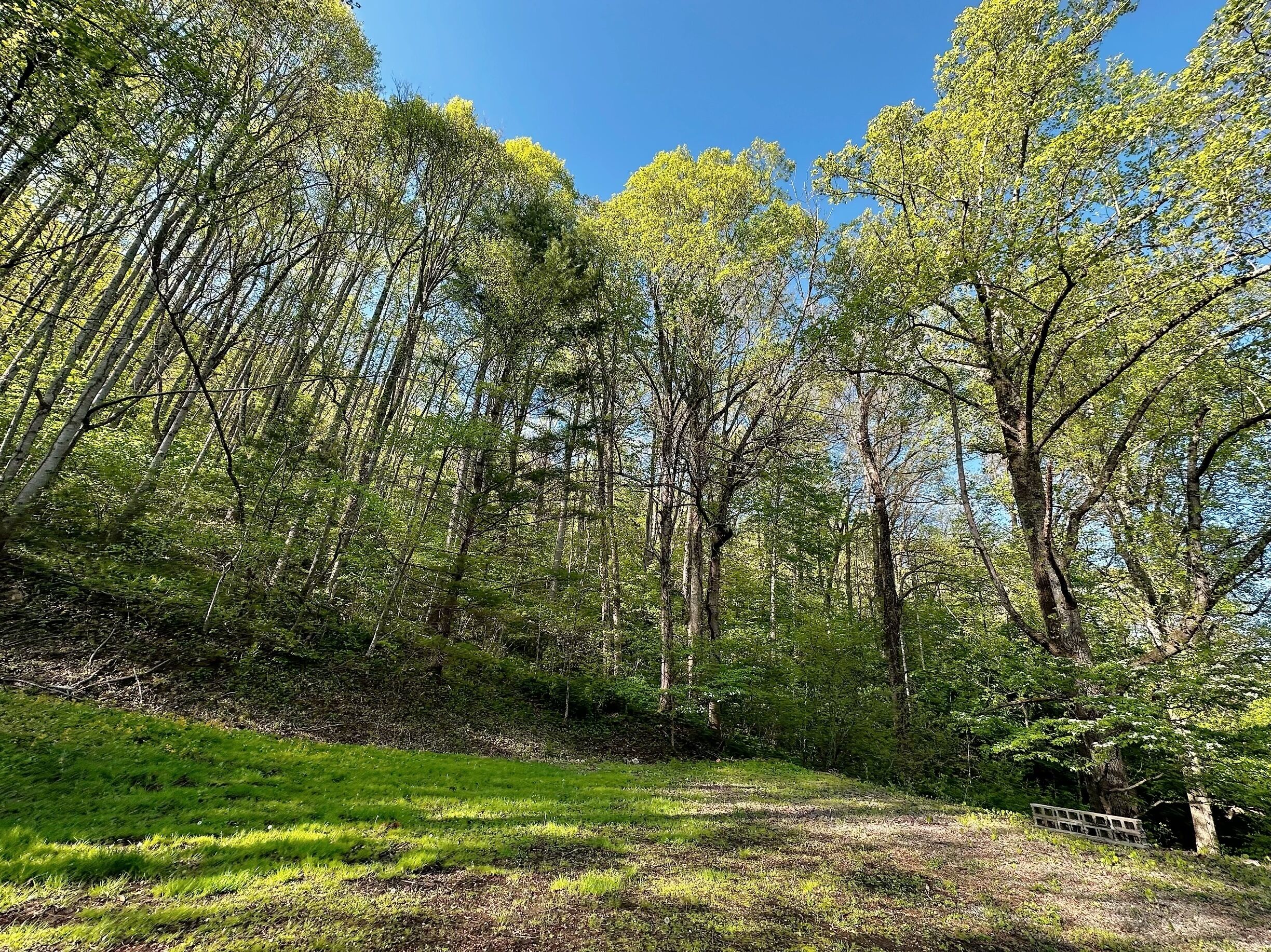 A forested area with a grassy path and a wooden bench.