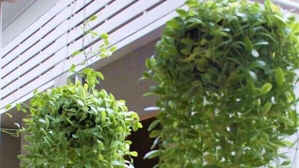 A window with white blinds and two hanging plants. - Studio'Z (Chiang Mai)