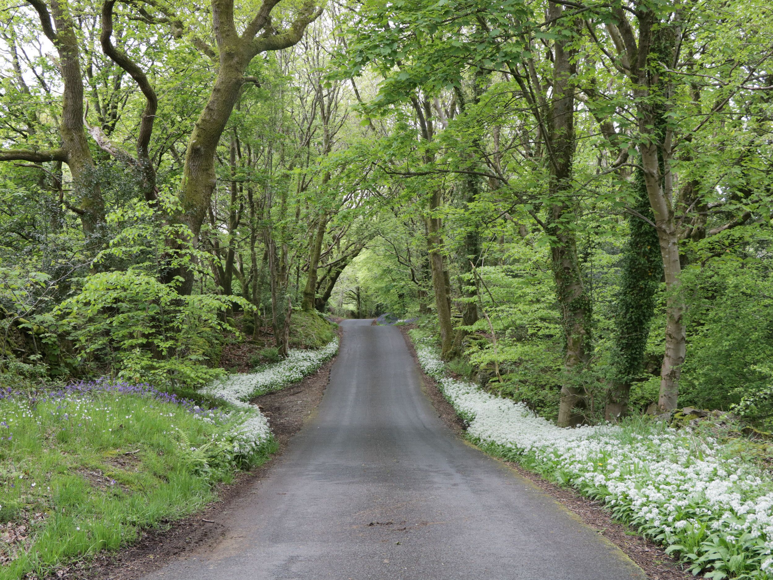 A narrow road flanked by dense trees and white flowers.