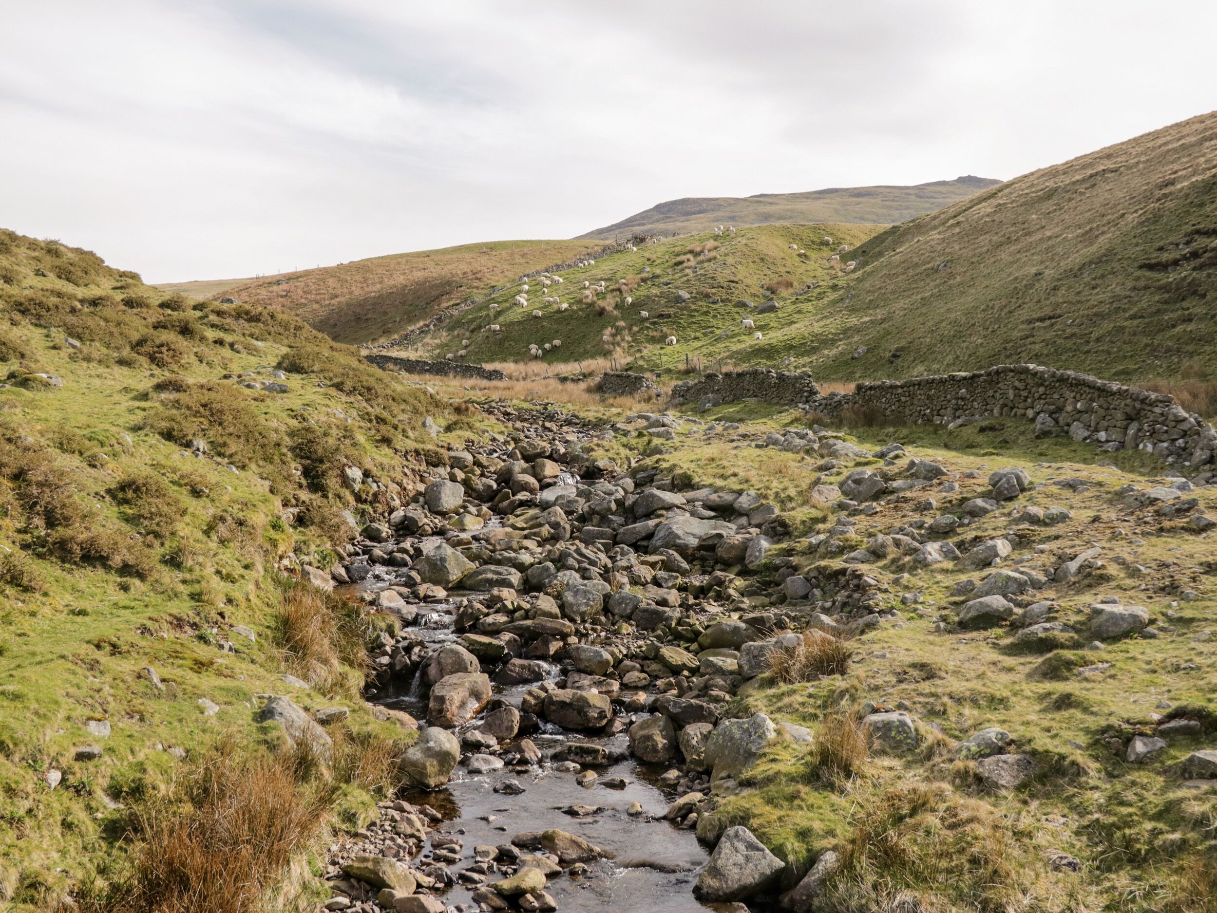A rocky stream in a hilly landscape with sheep grazing in the background.