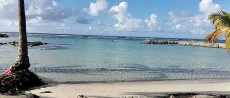 Lettini da mare