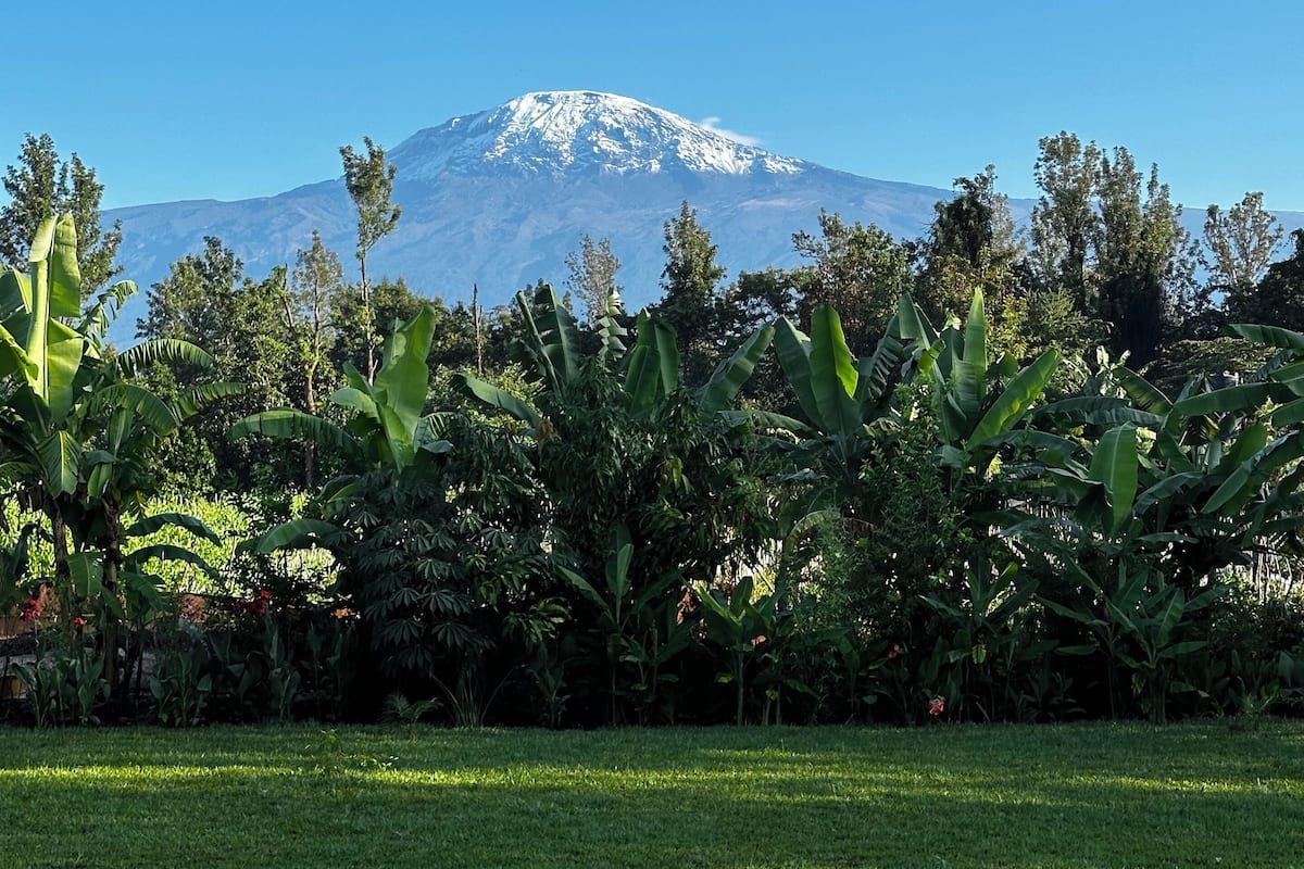 A grassy field with banana plants and a mountain in the background.