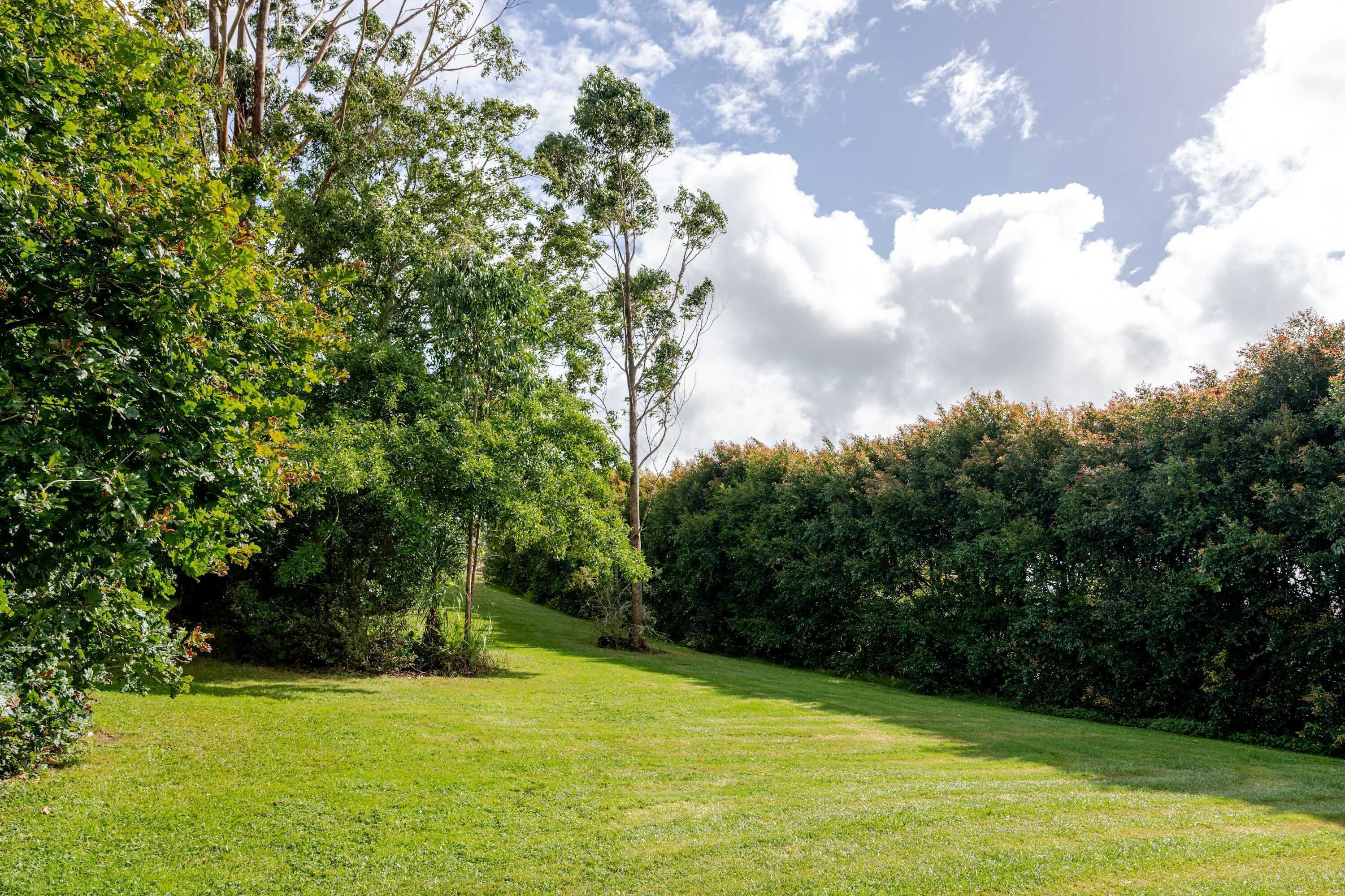 A grassy area with dense foliage and trees.