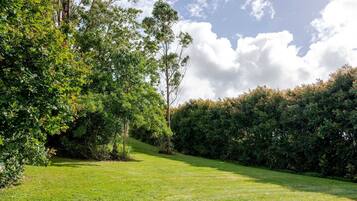 A grassy area with dense foliage and trees.