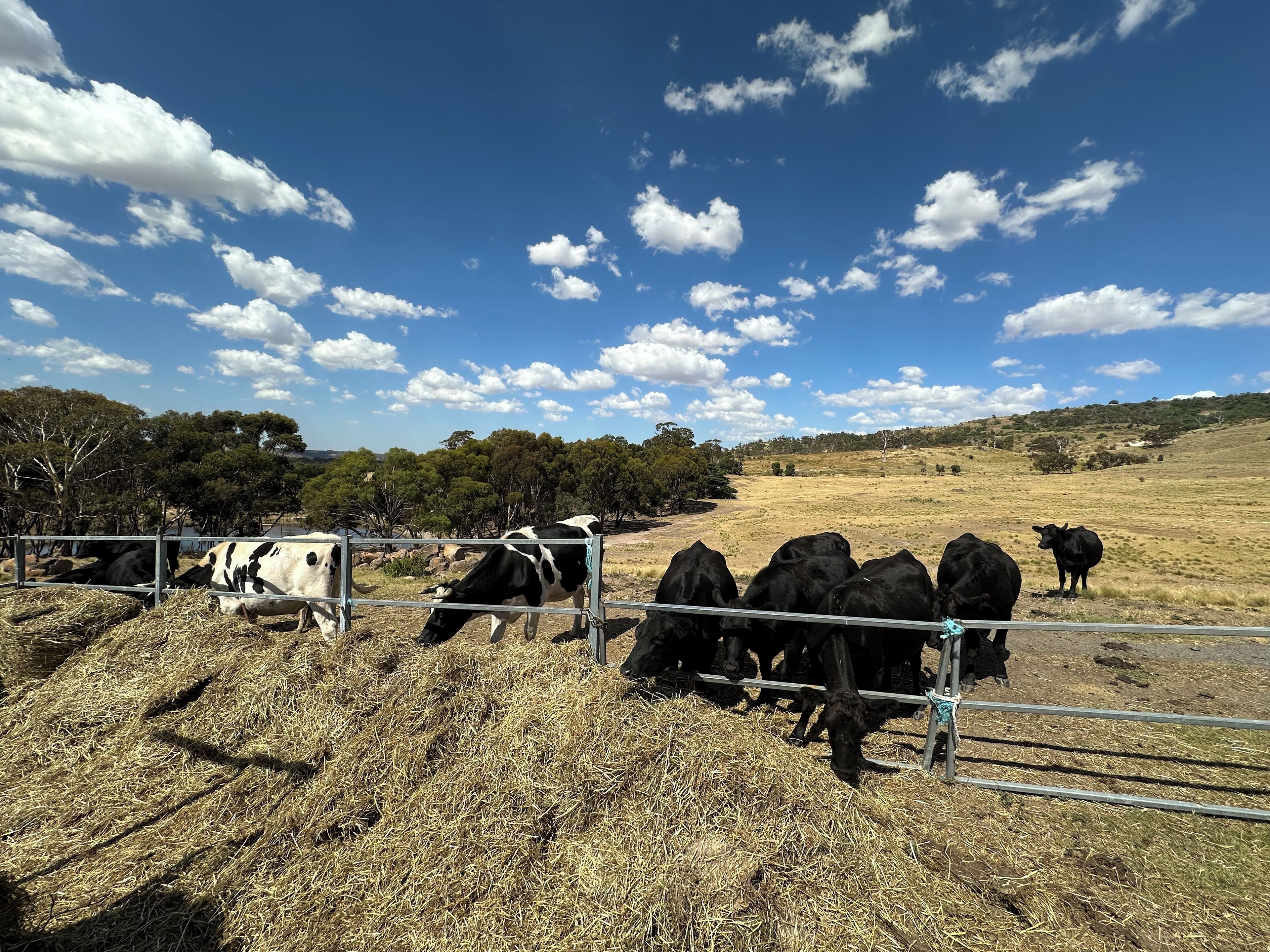 A fenced pasture with cows grazing, surrounded by trees and a clear sky.