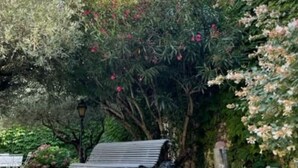 Eine Bank in einem Garten mit verschiedenen Pflanzen und einer Lampe.