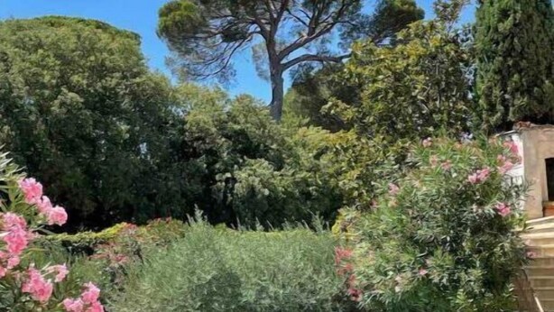 Ein Pool, umgeben von üppigem Grün und einem hohen Baum.