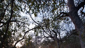 A wooden bridge leading to an outdoor dining area with tables and chairs, surrounded by trees and string lights. - Serondella Safari Lodge (Hoedspruit)