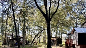 Una cabaña rústica rodeada de árboles altos en un entorno forestal.