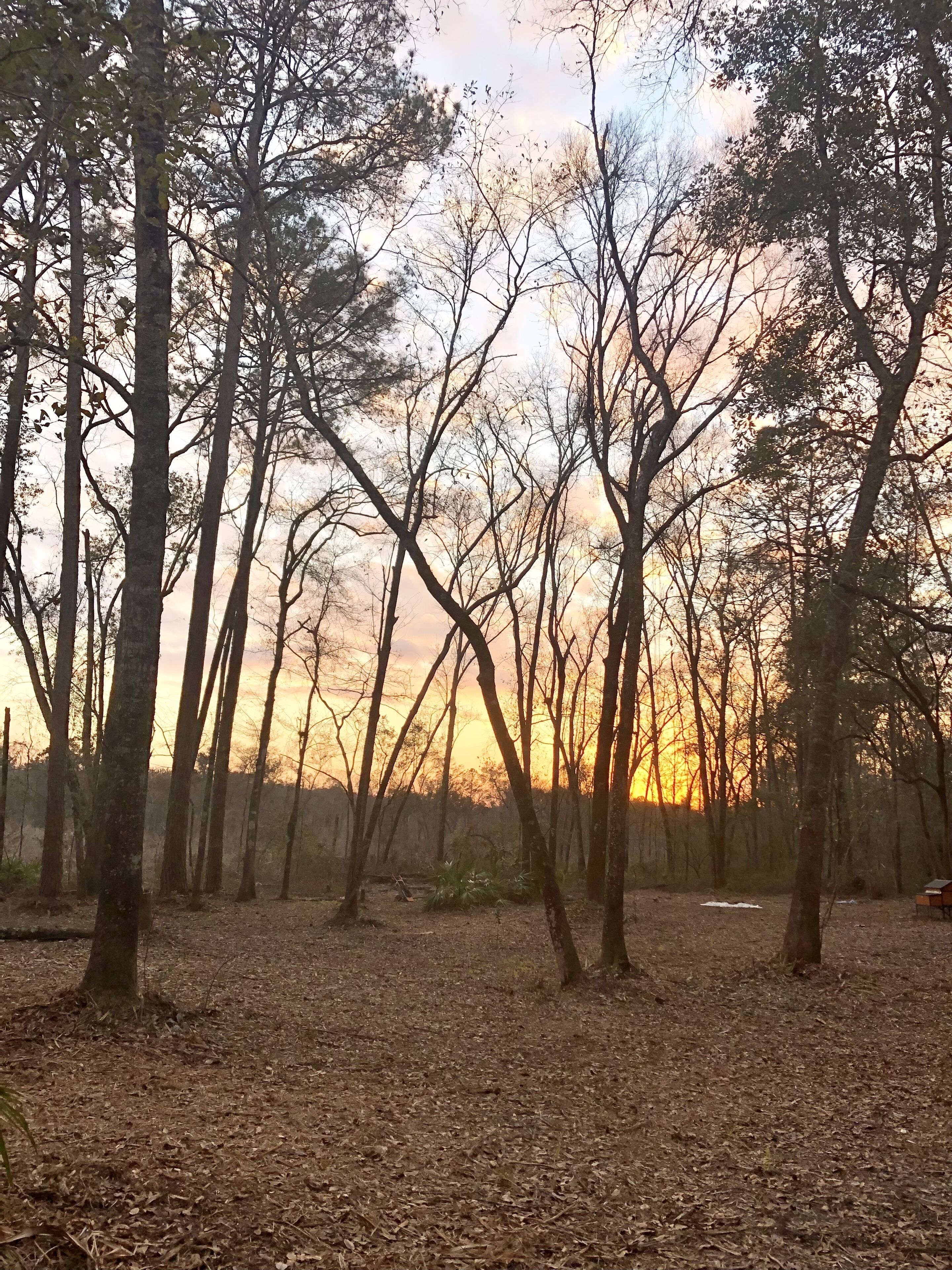 A forest with tall trees and a ground covered in dry leaves.