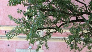 Outdoor dining - Gite DE Micalet - Cussac-fort-medoc (CUSSAC-FORT-MEDOC)