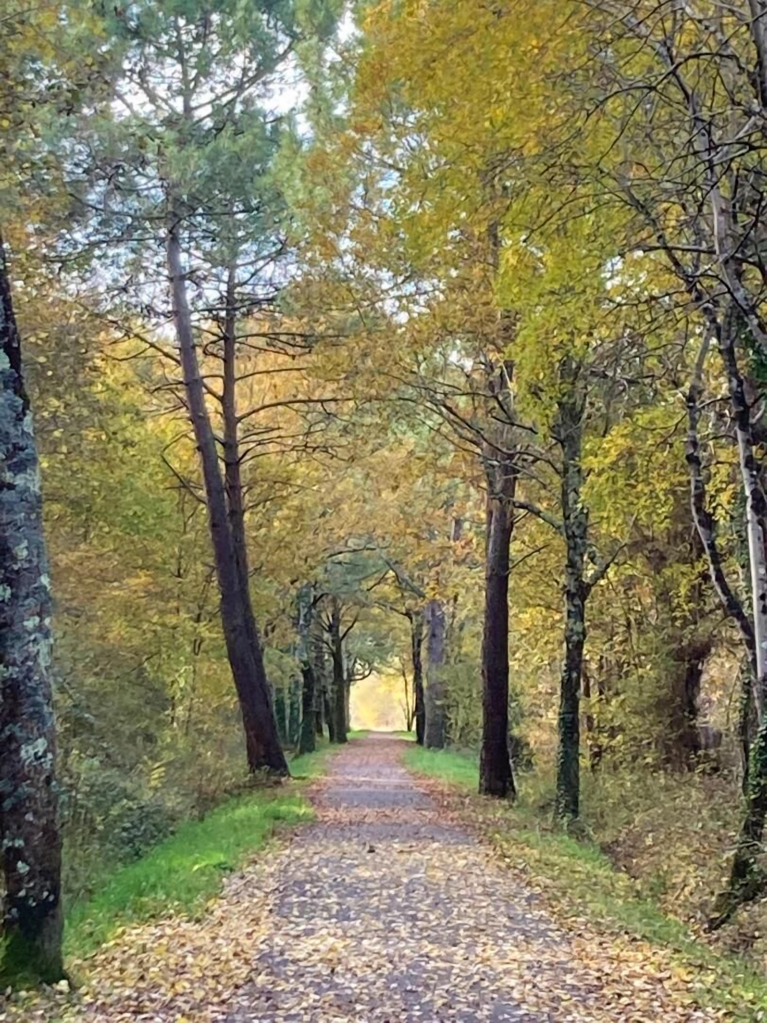 Piste cyclable en automne