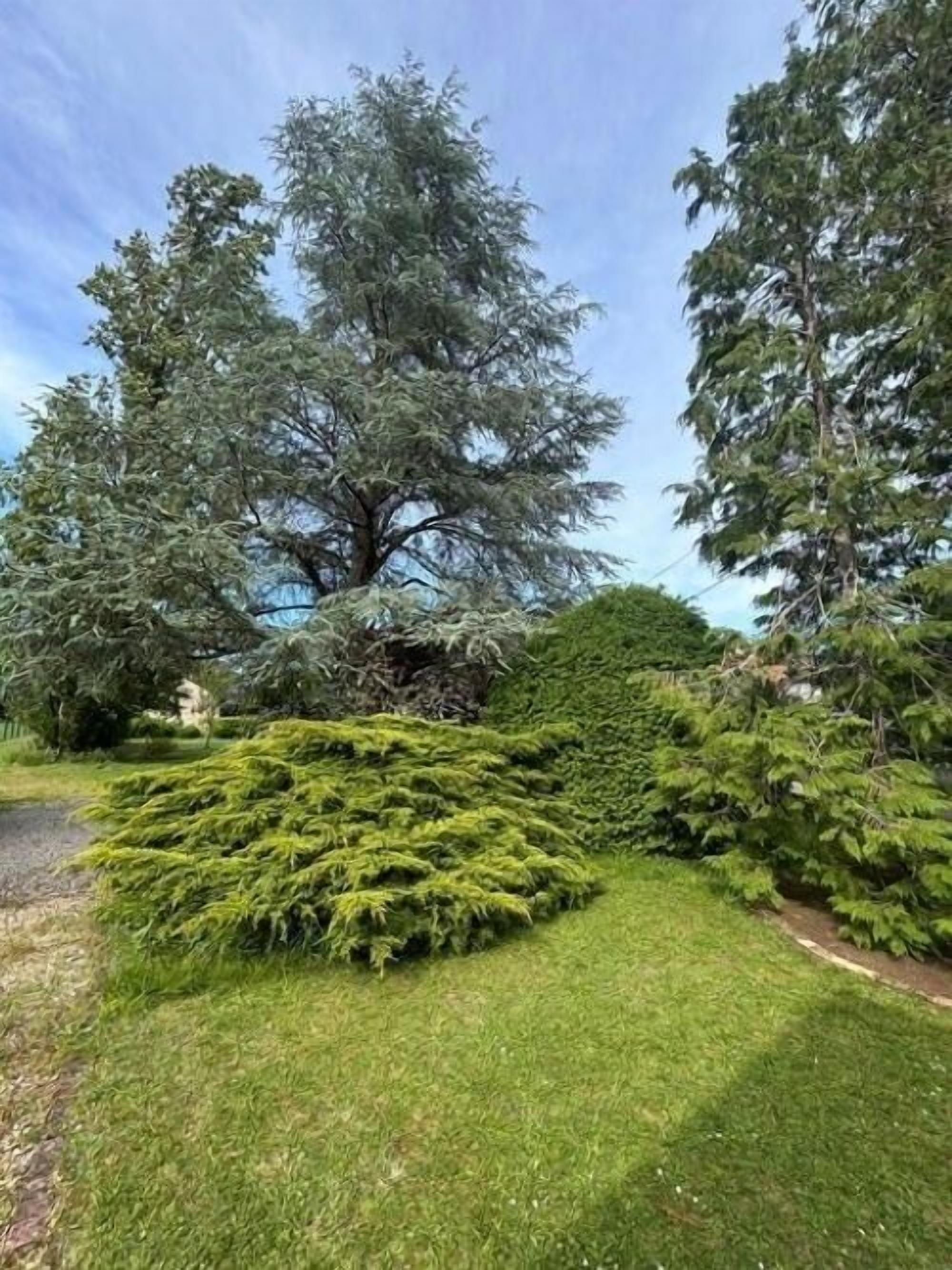 Un jardín ajardinado con diversas especies de árboles y arbustos.