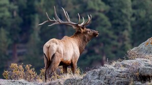 A large elk with prominent antlers standing on rocky terrain with sparse vegetation. - Winter Park 3BR Townhouse w/ Mountain views (Fraser)