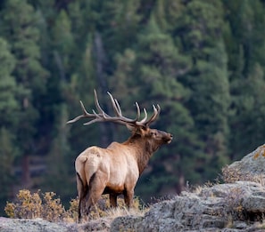 En stor älg med imponerande horn som står på en stenig mark med gles vegetation.