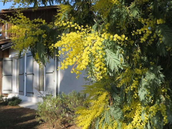 C'est l'hiver...Lumineux mimosa!