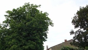Property grounds - Gite DU Jardinet - Saint-andre-du-bois (SAINT-ANDRE-DU-BOIS)
