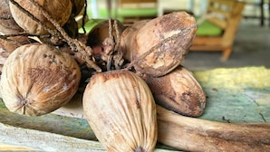 A wooden table with several coconuts and a wooden bench in the background. - Eco Hotel bosque encantado (Rosario Islands)
