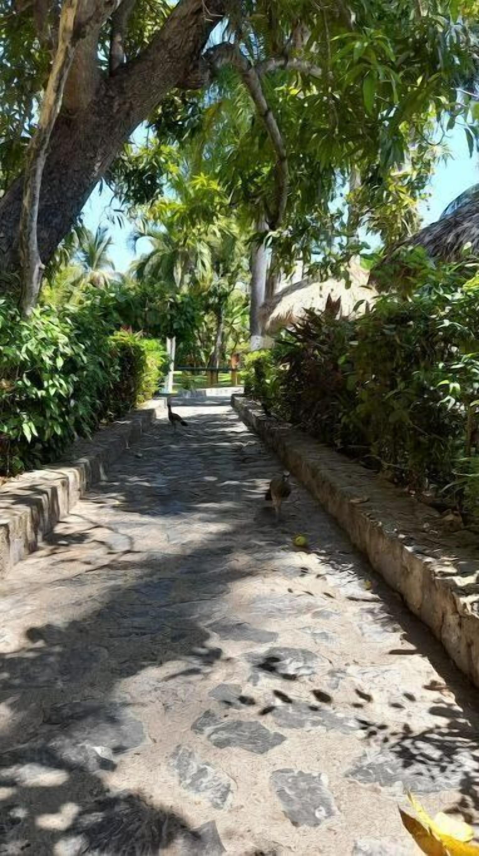 A stone pathway flanked by lush greenery and a stone wall, leading to a building with a thatched roof.