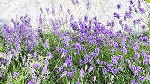 Un jardin agrémenté d’une grande pierre, de plantes de lavande, d’une nichoir et d’un abreuvoir pour oiseaux.