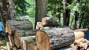 A stack of cut logs in a forested area.