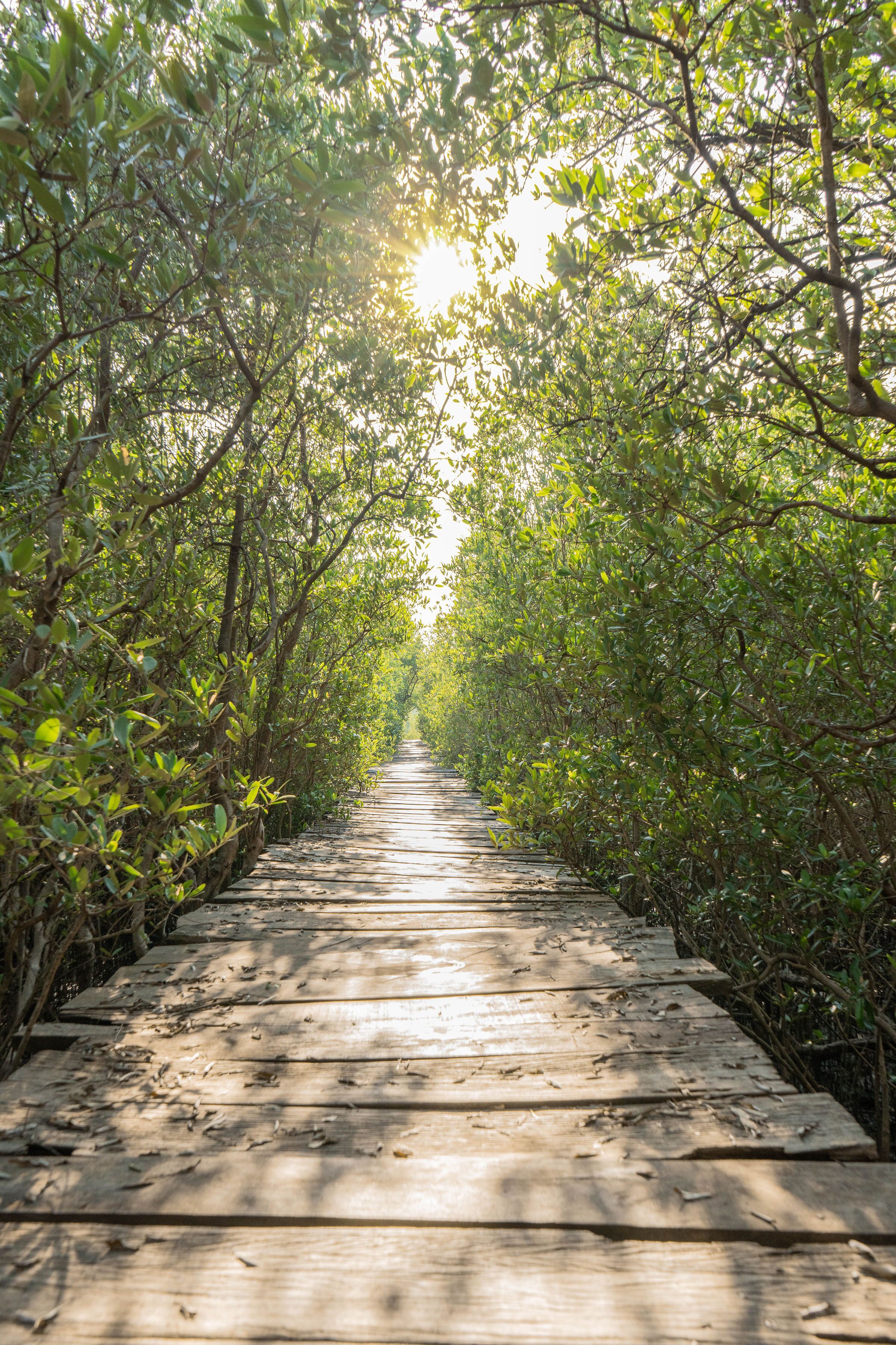 A wooden pathway flanked by dense foliage, leading towards a bright light source.