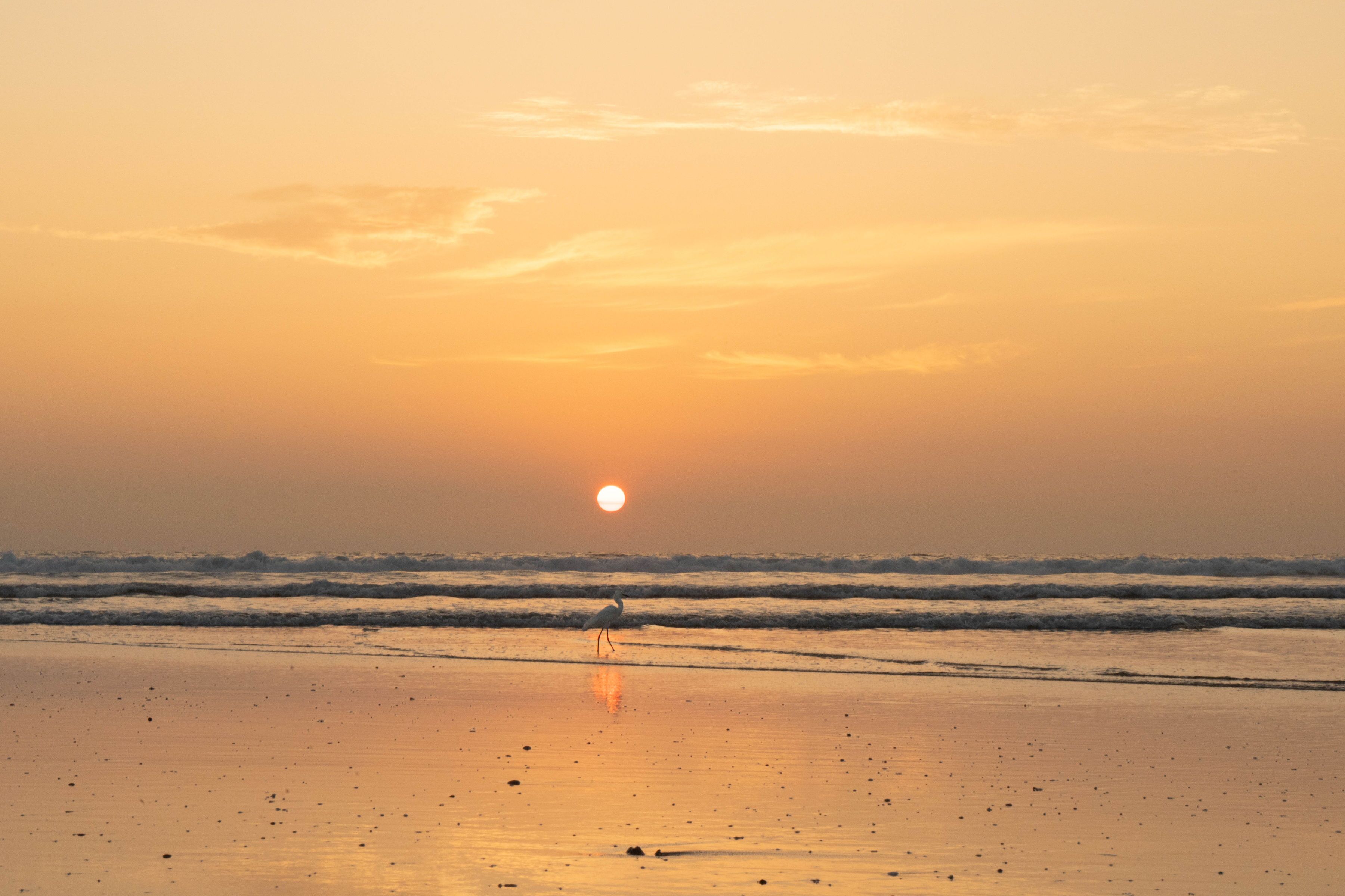 A beach scene with a bird standing on the sand near the water's edge, with the sun setting in the background.