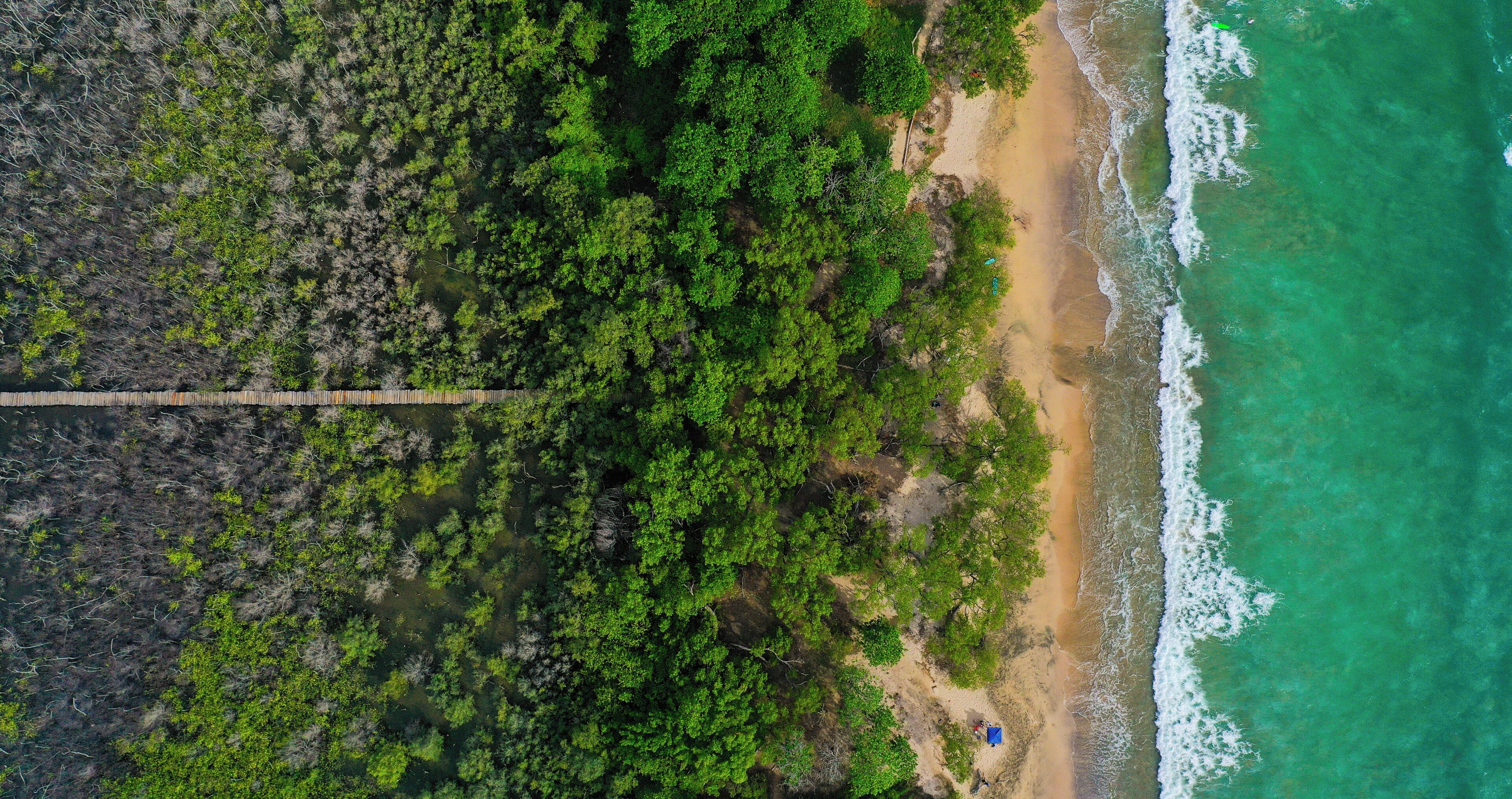 An aerial view of a beach with dense greenery, a wooden walkway, and a sandy shore.