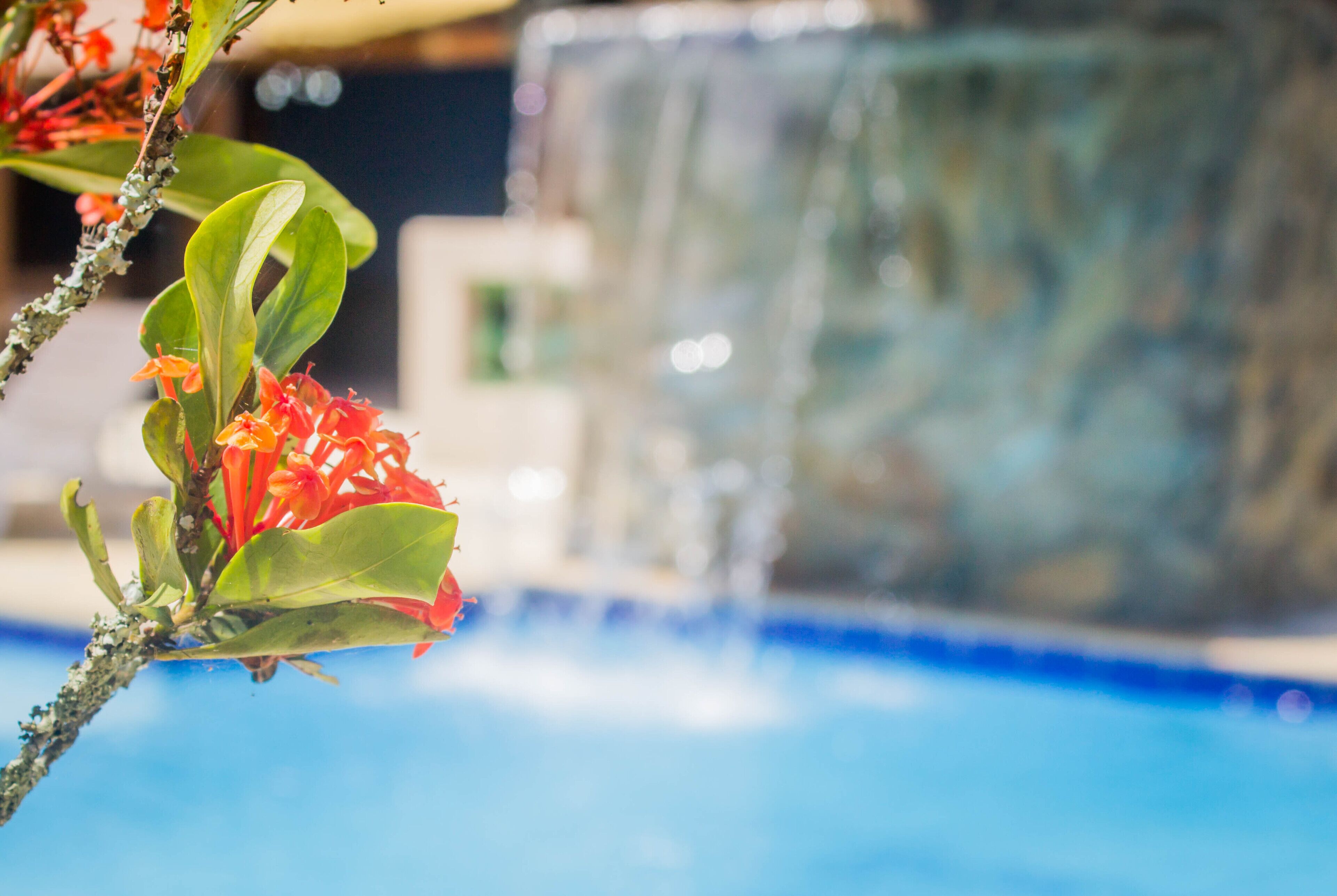 Zona de piscina con agua cristalina, rodeada de vegetación y una estructura de vidrio al fondo.