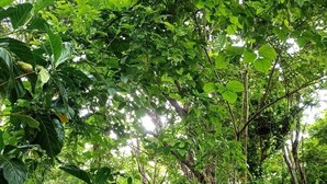 Una cabaña de madera rústica rodeada de abundante follaje verde y un sendero de tierra que la lleva a ella.