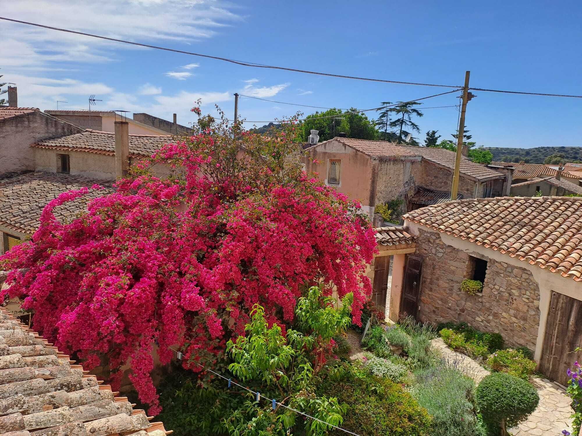 A traditional village with stone buildings, a prominent pink bougainvillea tree, and a stone pathway.