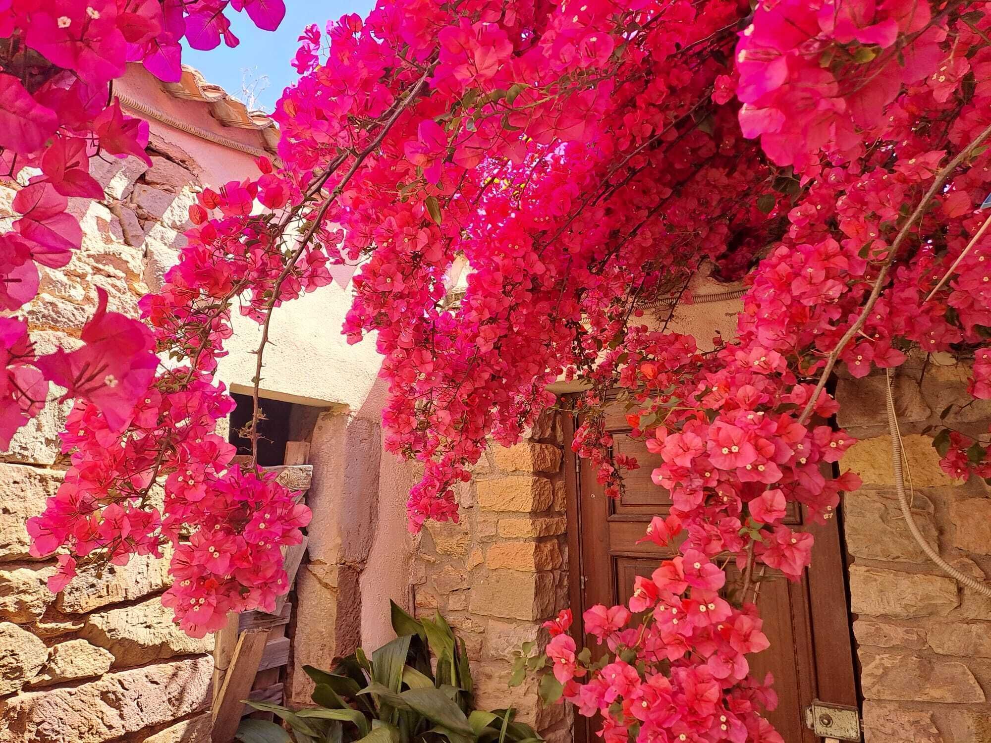 A stone building with a wooden door, surrounded by vibrant pink bougainvillea flowers.
