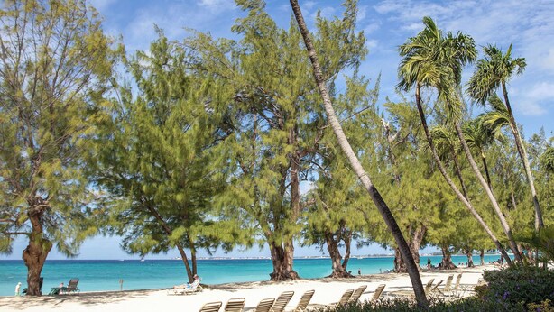 A beach with palm trees, lounge chairs, and a clear sky. - Oceanfront Luxury, Spectacular 7 Mile Beach – Grd Floor|The Islands Club #24 (Grand Cayman)