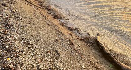 •Treehouse by The Lake•