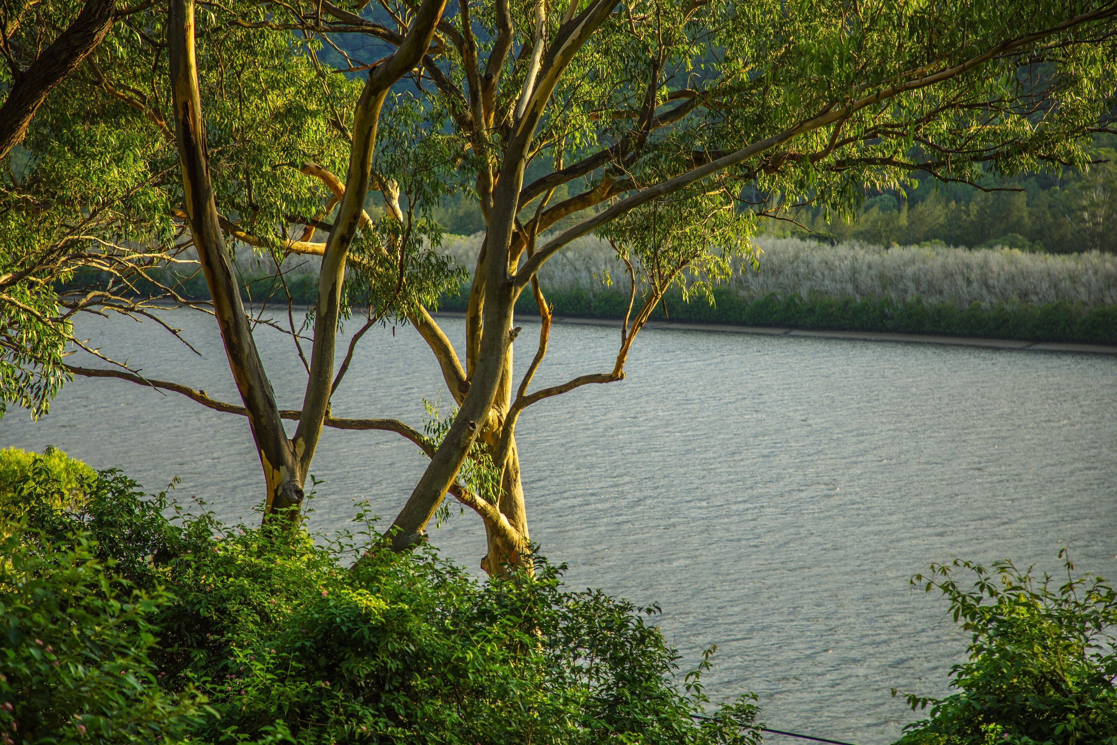 A tree-lined lakeside view with a calm water body.