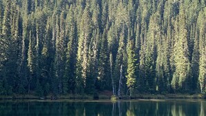 A mountain with a snow-capped peak, dense forest, and a calm lake reflecting the trees. - Private RV parking at the base of Mt. Rainier.  Have the forest to yourself! (Packwood)