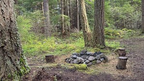A forested area with a pile of rocks and a wooden stump. - Private RV parking at the base of Mt. Rainier.  Have the forest to yourself! (Packwood)