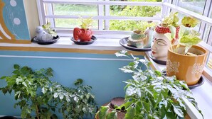 A window sill with various potted plants and decorative items.