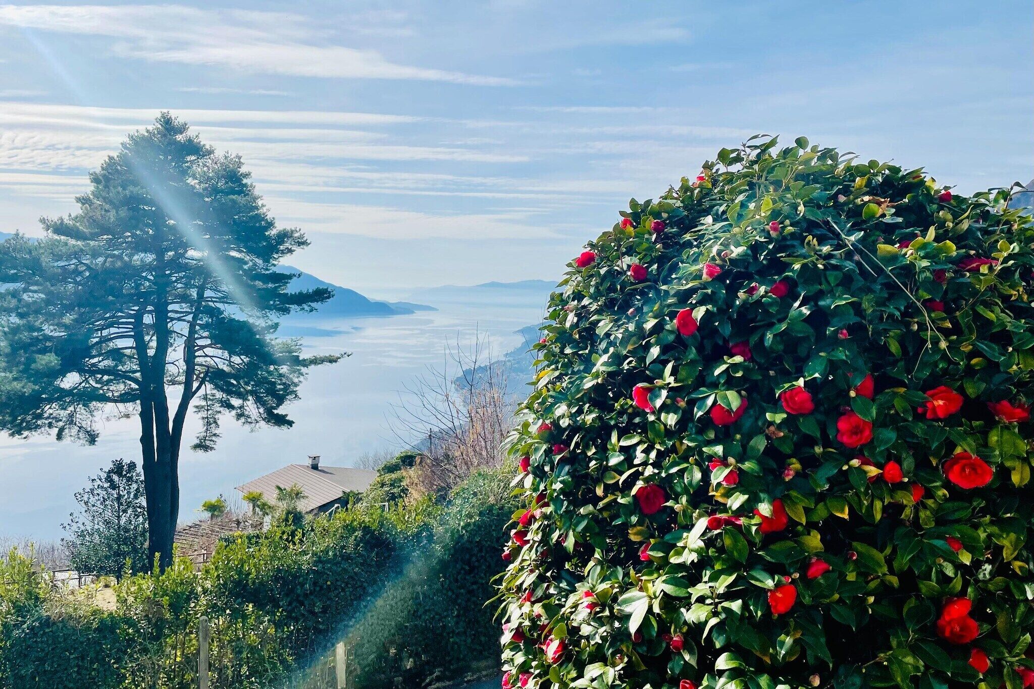 A landscape with a prominent tree and a bush of red flowers.