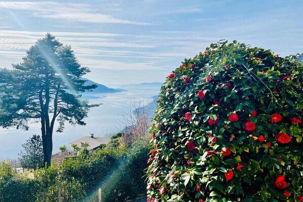 A landscape with a prominent tree and a bush of red flowers.